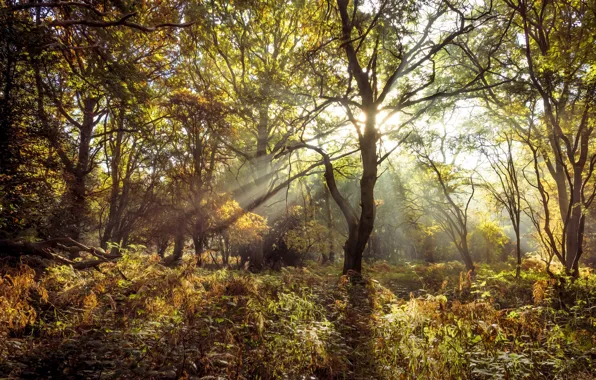 Картинка осень, лес, папоротник