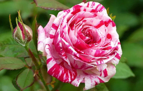 Роза, бутон, pink, Roses