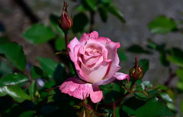 Картинка листья, фон, розы, сад, стебель, розовые, бутоны