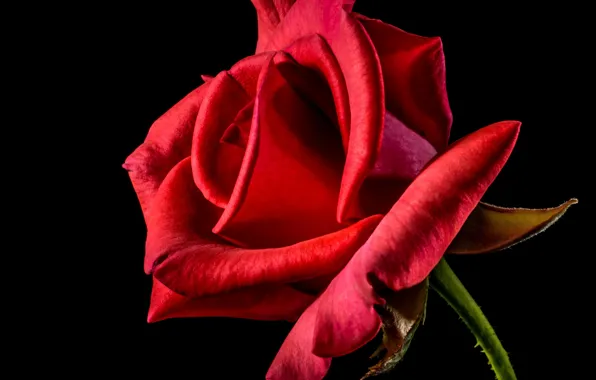 Картинка цветок, роза, красота, rose, черный фон, flower, beauty, black background