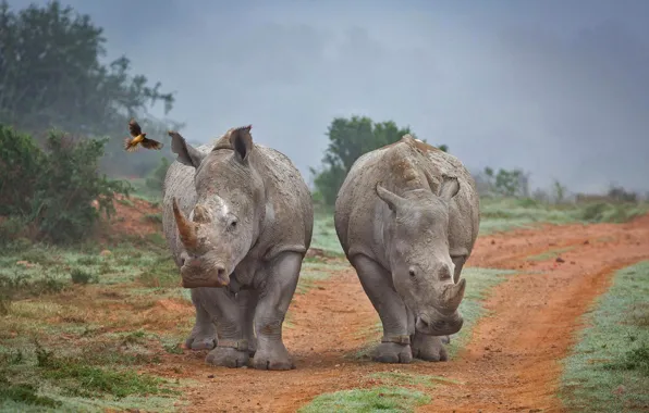 Картинка носорог, ЮАР, буйволовый скворец, Amakhala Game Reserve