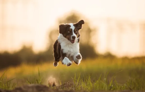 Картинка настроение, собака, бег, полёт, Австралийская овчарка, Аусси