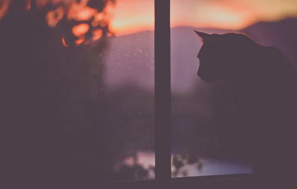 Картинка кошка, кот, окно, сидит