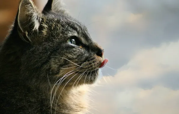Язык, кошка, фон