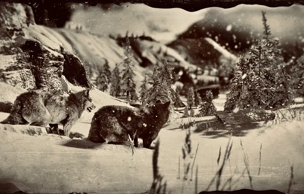 HDR, Wolves, Wood, Winter, Landscape, Mountain, Snow, Game