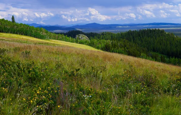 Картинка холмы, склон, горы, луг, лето, трава, лес