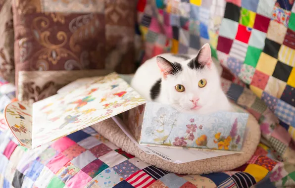 Кошка, кот, взгляд, поза, диван, коробка, покрывало, лежит