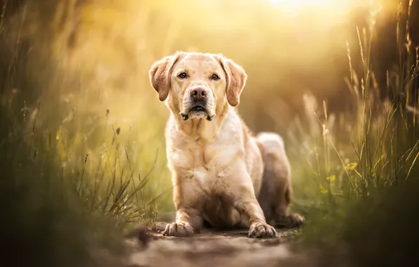 Картинка трава, взгляд, морда, собака, Лабрадор-ретривер