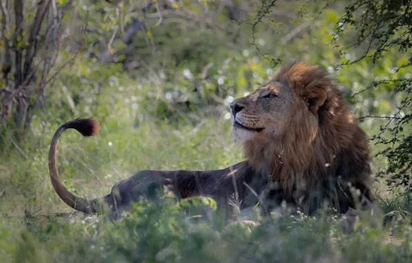 Картинка трава, ветки, поза, лев, лежит