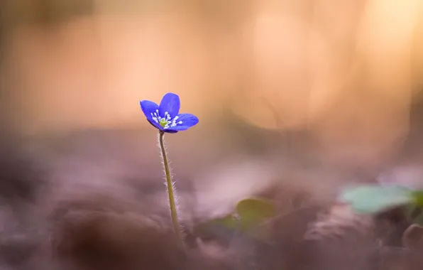 Картинка цветок, макро, фокус, лепестки, размытость, синяя, Anemone hepatica, печёночница