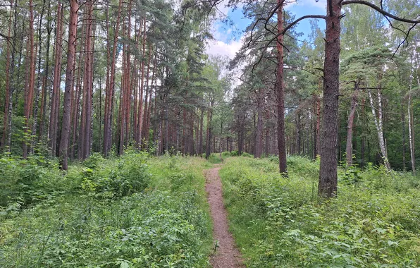 Wallpapers Latvia, Parks Latvia, Attelus no Darz vai parks uz Latvijas, Anniņmuižas mežaparks
