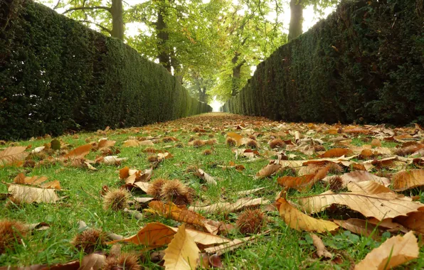 Осень, Листья, Аллея, Fall, Листва, Дорожка, Autumn, Листопад