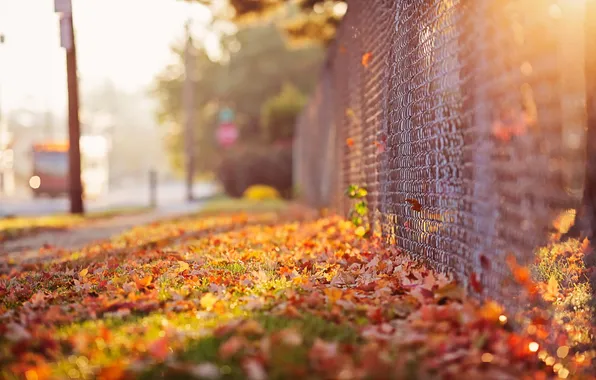 Осень, улица, забор