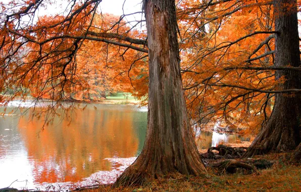 Осень, озеро, Дерево