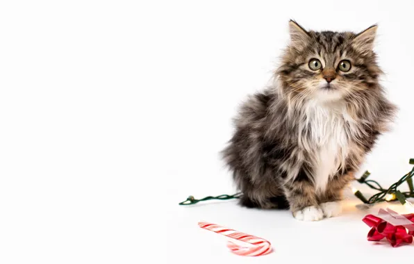 Кошка, взгляд, котенок, Рождество, белый фон, Новый год, посох, гирлянда