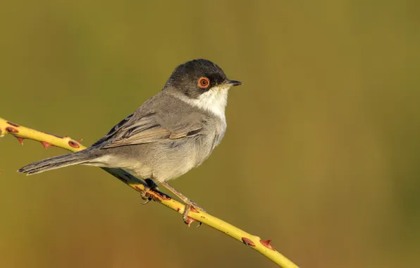 Солнце, ветки, фон, птица, Средиземноморская славка, Occhiocotto, Sardinian warbler