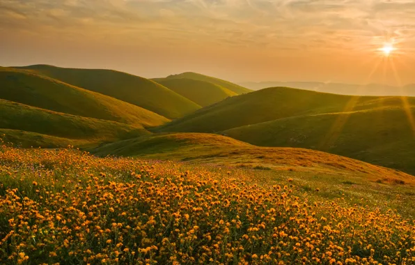 Солнце, пейзаж, закат, цветы, холмы, Калифорния, Сьерра-Невада
