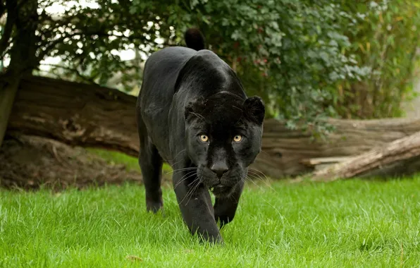 Кошка, трава, взгляд, пантера, черный ягуар
