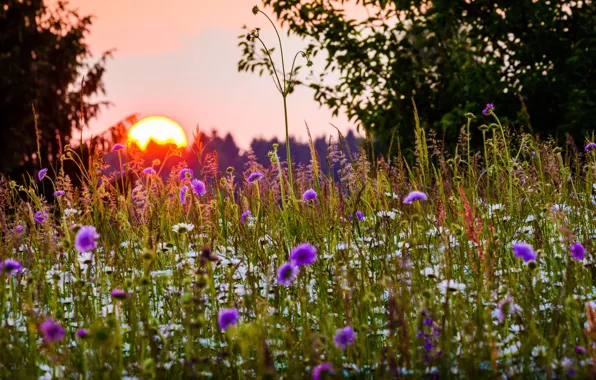 Картинка лето, трава, солнце, деревья, закат, цветы, природа, Бавария