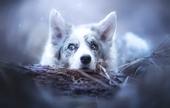 Картинка морда, снег, собака, уши, Бордер-колли
