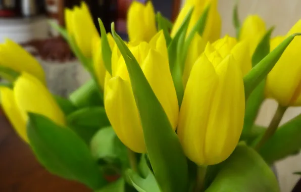 Цветы, букет, желтые тюльпаны