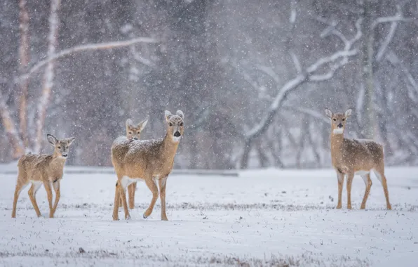 Winter, deer, wildlife, family, snowing