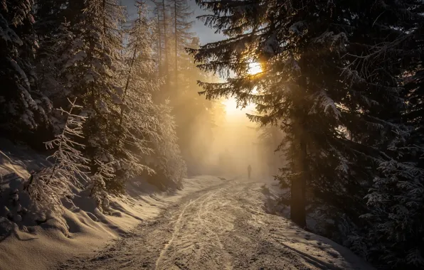 Картинка дорога, лес, солнце, снег