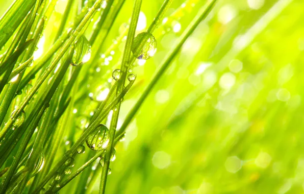 Картинка трава, капли, макро, природа, роса, утро, nature, macro