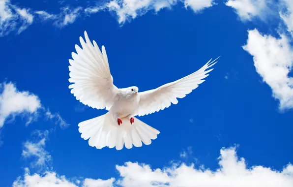 Белый, небо, голубь, white dove