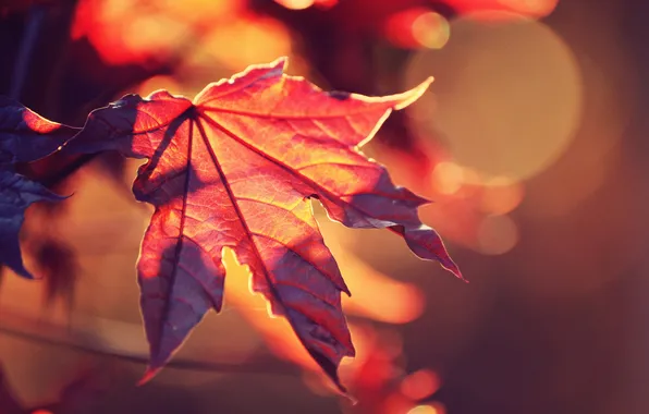 Картинка осень, солнце, макро, свет, красный, природа, лист, блики