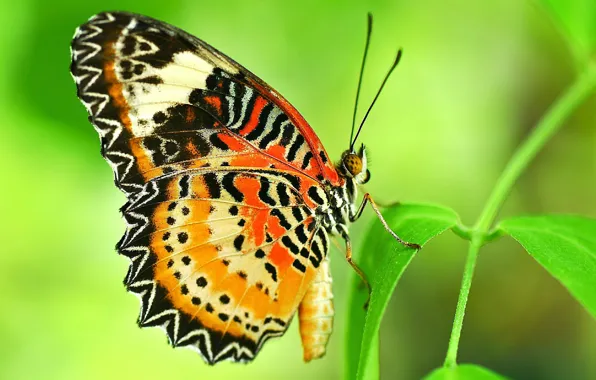 Узор, бабочка, растение, крылья