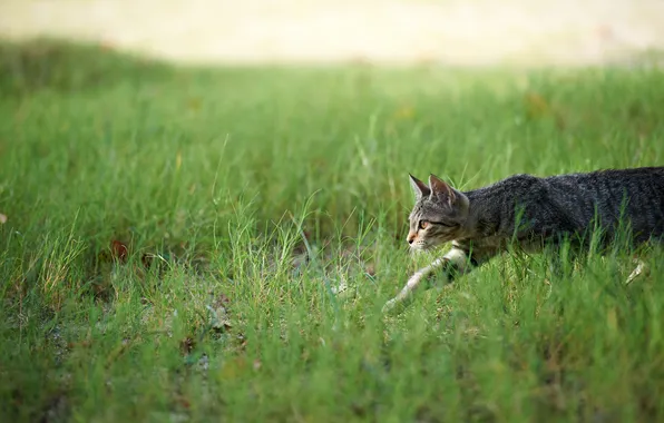 Картинка кошка, трава, охота, крадется