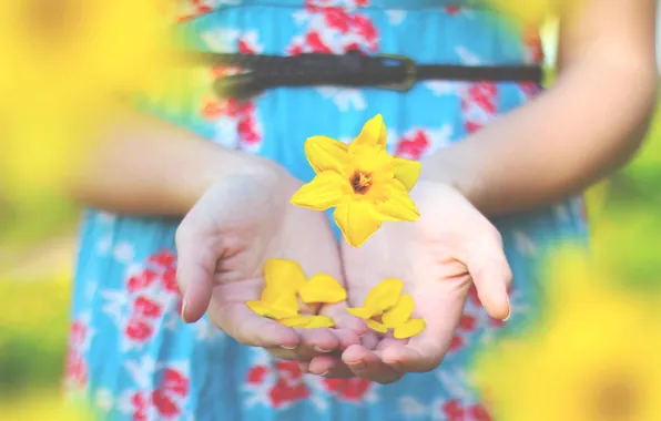 Картинка цветок, желтый, руки, лепестки, пальцы, нарцисс