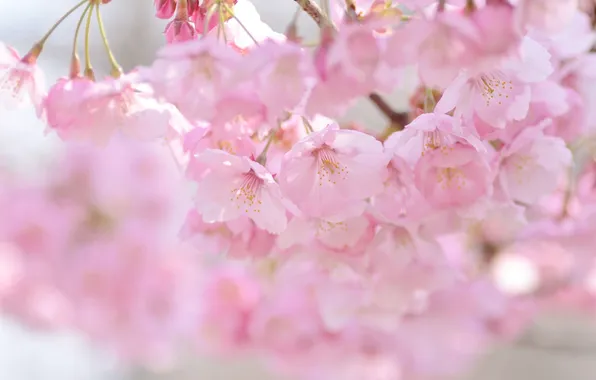 Вишня, розовый, весна, сакура