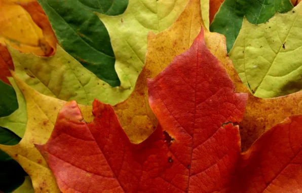 Лес, листья, цвета, парк, листва, листок, листопад, макро осень