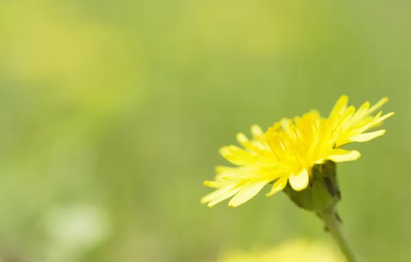 Картинка цветок, макро, желтый, одуванчик, весна