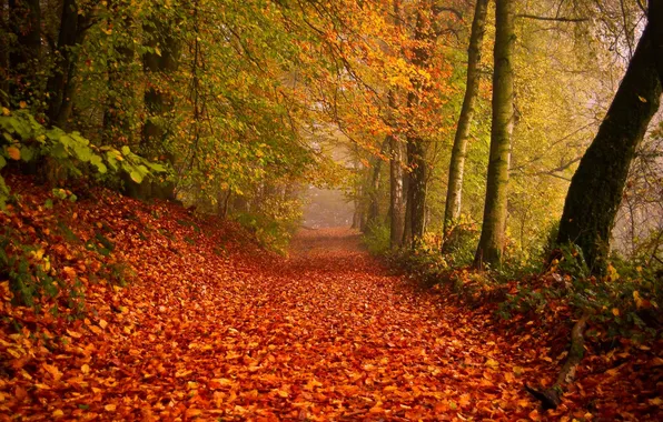 Картинка дорога, осень, природа, листва