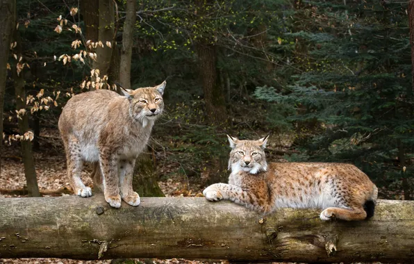 Кошки, рысь, рыси