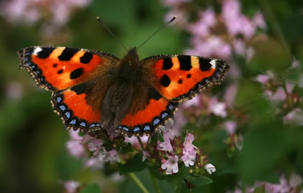 Flower, butterfly, garden, basil