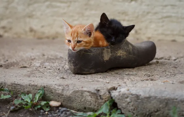Котята, малыши, парочка, ботинок, два котёнка