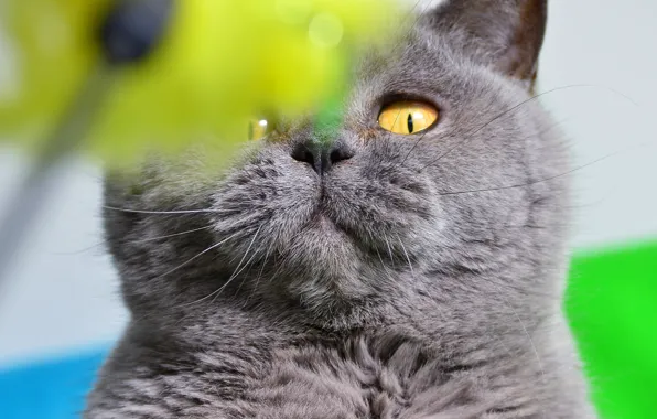 Кошка, глаза, кот, взгляд, крупный план, зеленый, фон, портрет