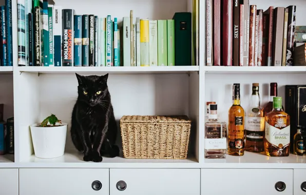 Кошка, кот, взгляд, комната, черный, мебель, книги, пантера