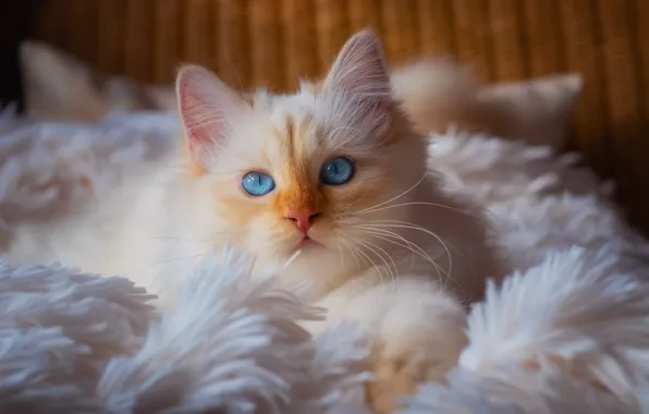 Кошка, белый, кот, взгляд, уют, котенок, портрет, ворс
