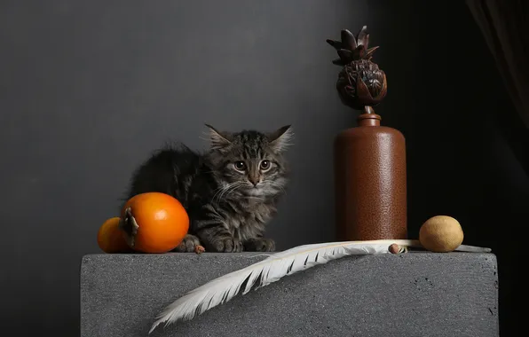 Кошка, взгляд, поза, темный фон, котенок, стол, серый, перо