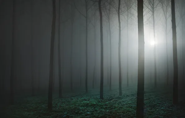 Картинка лес, туман, forest, fog, Luca Rebustini