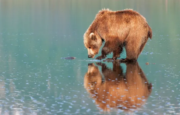 Картинка вода, отражение, берег, зеркало, медведь, мишка, водоем, бурый