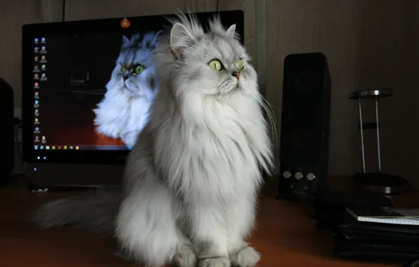 Кошка, Моя, умница, Лапочка