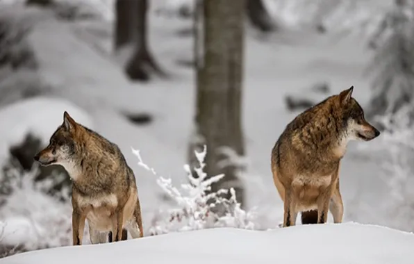 Nature, snow, predator, face, animal, wolf, wildlife, portrait
