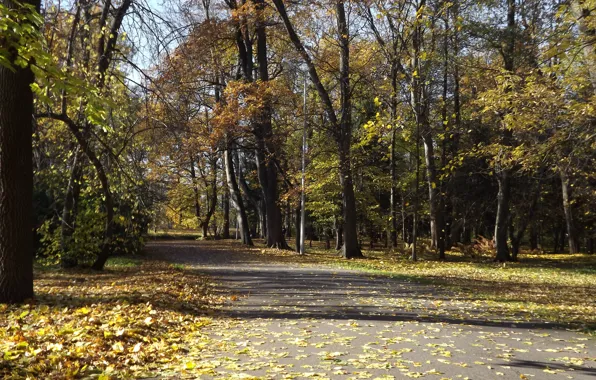 Дорога, осень, парк, деревья. листва