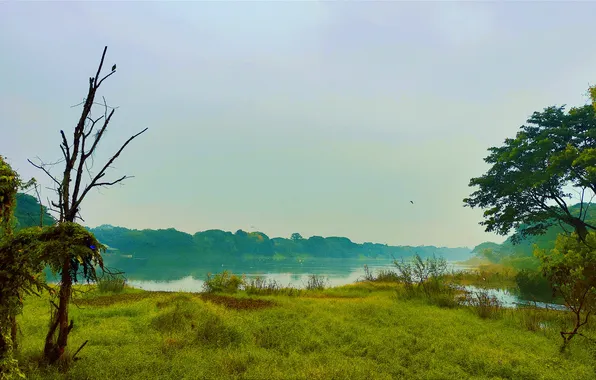 Sky, Grass, Birds, Sun, Water, Cloudy, Dawn, Morning